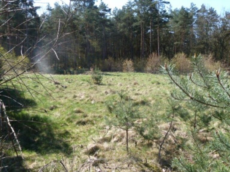 Traumgrundstück am Waldrand im Golferort St.Dionys